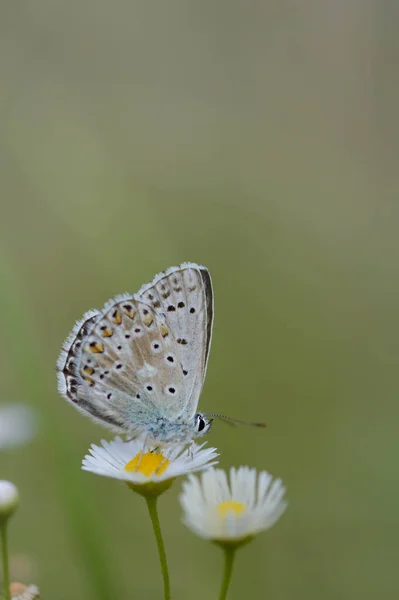 Motýl Hnědý Argus Bílé Rostlině Šedý Malý Motýlek Oranžovými Černými — Stock fotografie