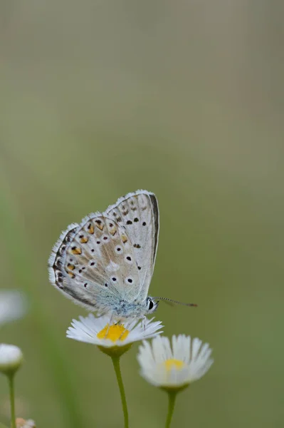 Brown Argus Butterfly White Plant Grey Small Butterfly Orange Black — Stock Photo, Image