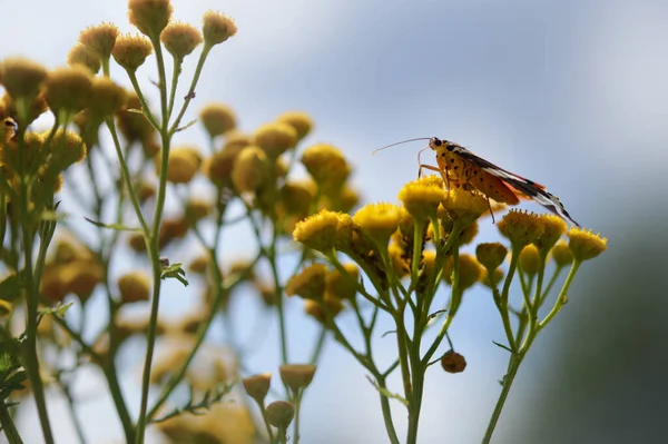 Kırmızı kaplan güvesi bir çiçekte ya da acı düğmelerde. Sarı bir bitkinin üzerinde kırmızı ve siyah renkli kelebek, arka planda gökyüzü..