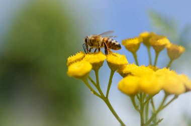 Tansi bir çiçeğin üzerindeki arı ya da acı düğmeler polen yayar, makroyu kapatır, doğal arka plan. Sarı çiçekli arı..