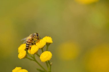 Tansi bir çiçeğin üzerindeki arı ya da acı düğmeler polen yayar, makroyu kapatır, doğal arka plan. Sarı çiçekli arı..