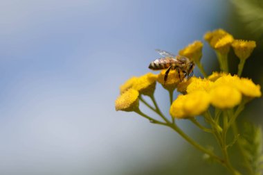 Tansi bir çiçeğin üzerindeki arı ya da acı düğmeler polen yayar, makroyu kapatır, doğal arka plan. Sarı çiçekli arı..