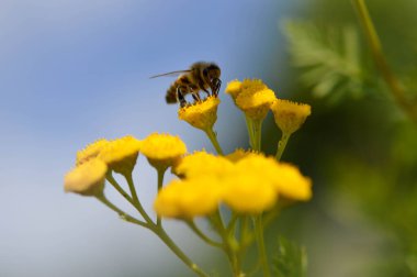 Tansi bir çiçeğin üzerindeki arı ya da acı düğmeler polen yayar, makroyu kapatır, doğal arka plan. Sarı çiçekli arı..
