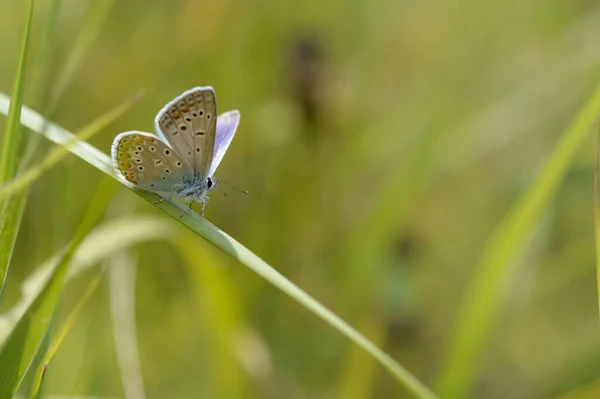 Papillon Bleu Commun Petit Papillon Bleu Gris Sur Une Plante — Photo