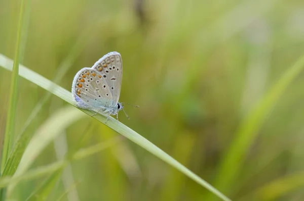 Papillon Bleu Commun Petit Papillon Bleu Gris Sur Une Plante — Photo