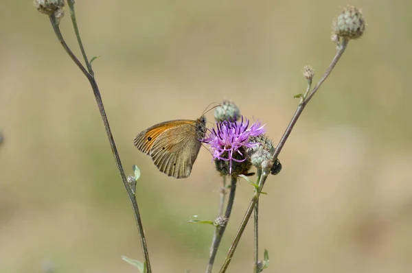 Petite Bruyère Papillon Sur Une Fleur Sauvage Violette Dans Nature — Photo