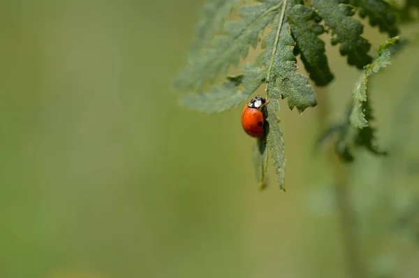 Πασχαλίτσα Ένα Πράσινο Φύλλο Στη Φύση Πράσινο Φόντο Μικροσκοπικό Κόκκινο — Φωτογραφία Αρχείου