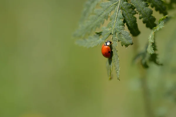 Nyckelpiga Ett Grönt Löv Naturen Grön Bakgrund Liten Röd Bugg — Stockfoto