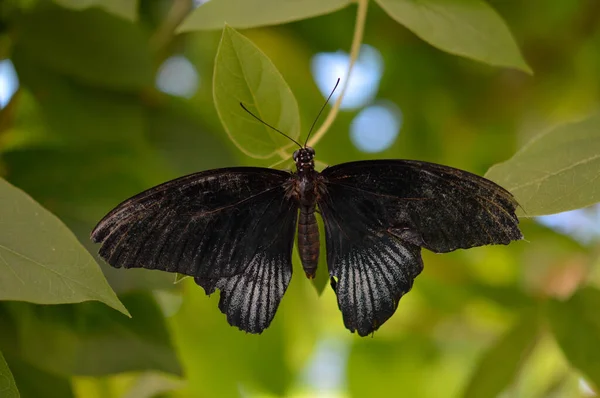 Papillon Tropical Noir Dans Maison Des Papillons Sur Une Plante — Photo
