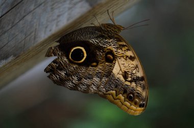 Caligo, Baykuş Kelebeği, Kelebek Evi 'nde büyük kahverengi tropikal kelebek, Egzotik Kelebek, Yaklaş, Makro.