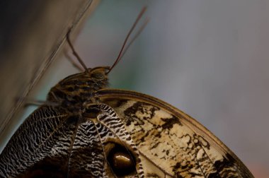 Caligo, Baykuş Kelebeği, Kelebek Evi 'nde büyük kahverengi tropikal kelebek, Egzotik Kelebek, Yaklaş, Makro.