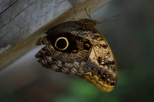 Caligo Hibou Papillon Grand Papillon Tropical Brun Dans Maison Des — Photo