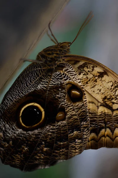 Caligo Hibou Papillon Grand Papillon Tropical Brun Dans Maison Des — Photo