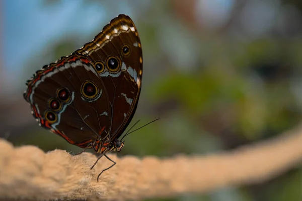 나비의 Morpho Peleides 나비의 커다란 형형색색의 나비가 매달려 있습니다 — 스톡 사진