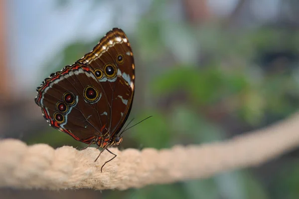 Morpho Peleides Grand Papillon Tropical Coloré Dans Maison Des Papillons — Photo