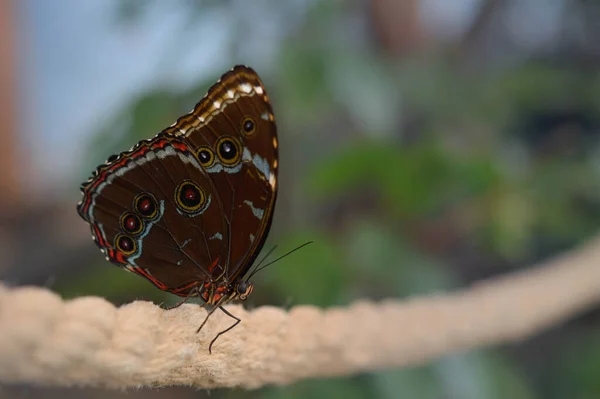 Morpho Peleides Gran Mariposa Tropical Colores Casa Mariposa Una Cuerda — Foto de Stock