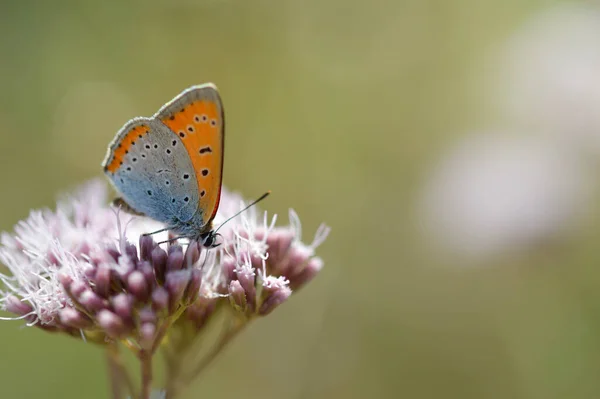 自然界のピンク色のふわふわの野生の花にオレンジと青の小さな蝶 自然背景 — ストック写真