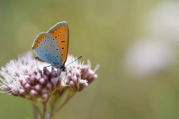 Petit Papillon Orange Bleu Sur Une Fleur Sauvage Duveteuse Rose — Photo