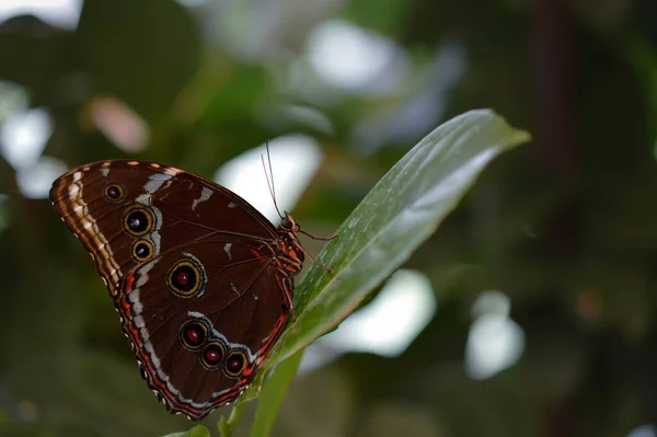 Morpho Peleides Farfalla Tropicale Una Foglia Verde Macro Primo Piano — Foto Stock