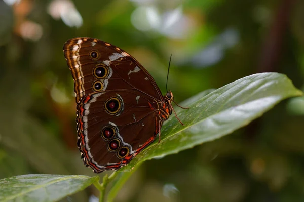 Morpho Peleides Mariposa Tropical Una Hoja Verde Macro Cerca Parte — Foto de Stock
