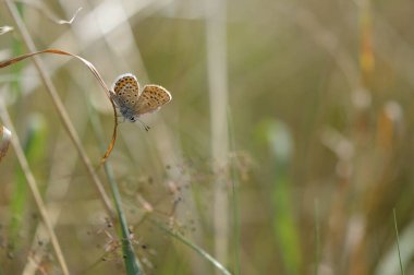 Bitkinin üzerinde kahverengi argus kelebeği. Turuncu ve siyah benekli kahverengi küçük kelebek ve kuru bir bitkinin üzerinde mavi ceset. Doğal arkaplan.