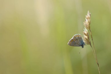 Bitkinin üzerinde kahverengi argus kelebeği. Turuncu ve siyah benekli kahverengi küçük kelebek ve bir bitkinin üzerinde mavi vücut. Doğal arkaplan.