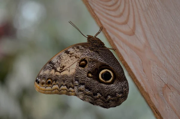 Caligo Hibou Papillon Grand Papillon Tropical Brun Dans Maison Des — Photo