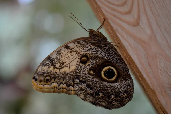 Caligo Hibou Papillon Grand Papillon Tropical Brun Dans Maison Des — Photo