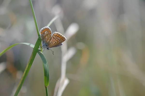 植物の茶色のアルグス蝶 オレンジと黒の斑点のある茶色い小さな蝶 そして植物の青い体 自然背景 — ストック写真
