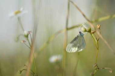 Beyaz bir çiçekte ahşap beyaz bir kelebek, küçük beyaz bir kelebek bir bitkiye yakın, makro detaylar, doğal, yeşil arkaplan.