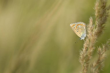 Bitkinin üzerinde kahverengi argus kelebeği. Turuncu ve siyah benekli kahverengi küçük kelebek ve bir bitkinin üzerinde mavi vücut. Doğal arkaplan.
