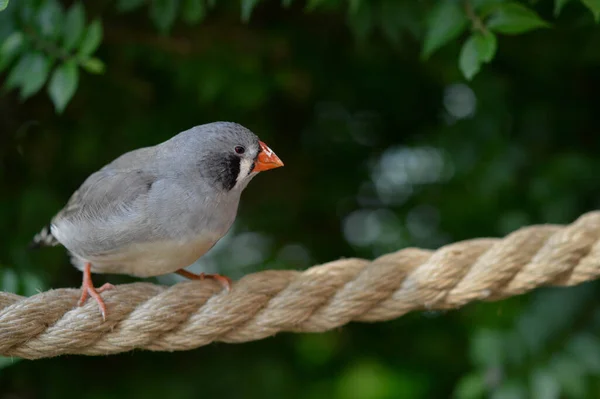 Zebrafinken Schmetterlingshaus Seil Kleiner Vogel Mit Orangefarbenem Schnabel — Stockfoto