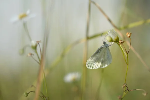 Деревянная Белая Бабочка Белом Цветке Маленькая Белая Бабочка Рядом Растением — стоковое фото