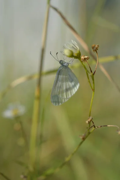 白い花の上の木の白い蝶 植物に近い小さな白い蝶 マクロの詳細 緑の背景 — ストック写真