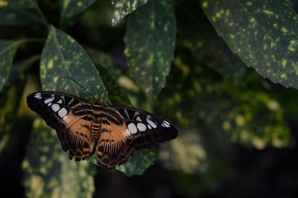 Parthenos Sylvia Orange Clipper Butterfly Fabal Butterfly Butterfly House Big — стоковое фото