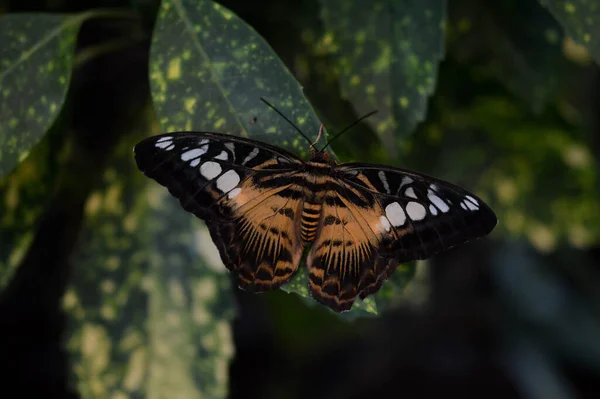 Parthenos Sylvia Mariposa Clipper Naranja Mariposa Tropical Casa Mariposas Mariposa — Foto de Stock