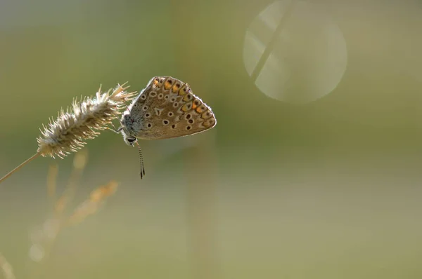 Papillon Argus Brun Sur Une Plante Petit Papillon Brun Avec — Photo