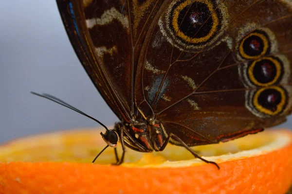 Morpho Peleides Mariposa Tropical Una Naranja Macro Cerca Parte Inferior — Foto de Stock