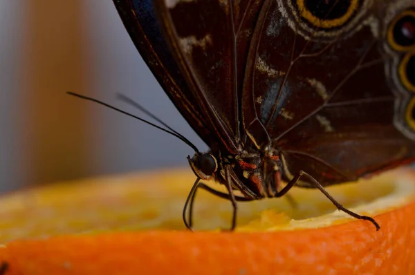 Morpho Peleides Borboleta Tropical Uma Laranja Macro Close Parte Inferior — Fotografia de Stock