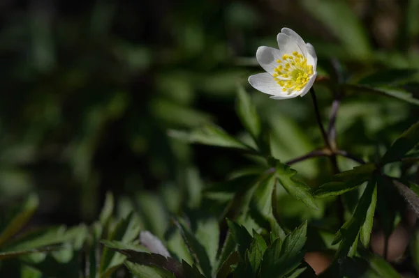 Anemonoides Nemorosa 木のアネモネ 一般的な白い早い野生の花 自然の中で 森の中で — ストック写真