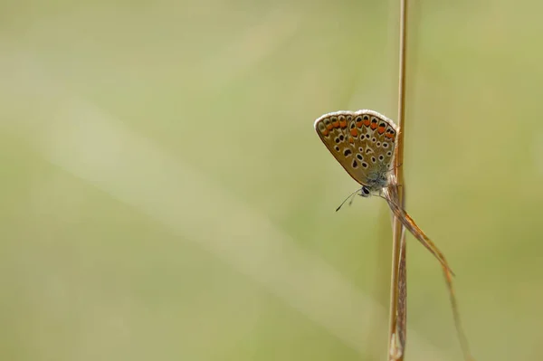 褐色的蝴蝶在植物上辩论 褐色的小蝴蝶 有橙色和黑色斑点 蓝色的身体在干燥的植物上 自然背景 — 图库照片