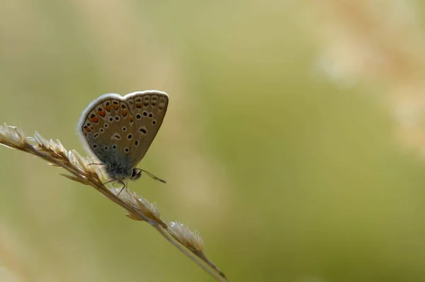 Brown Argumenta Borboleta Uma Fábrica Borboleta Pequena Marrom Com Manchas — Fotografia de Stock