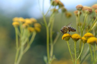 Tansi bir çiçeğin üzerindeki arı ya da acı düğmeler polen yayar, makroyu kapatır, doğal arka plan. Sarı çiçekli arı..