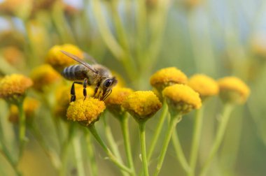 Tansi bir çiçeğin üzerindeki arı ya da acı düğmeler polen yayar, makroyu kapatır, doğal arka plan. Sarı çiçekli arı..