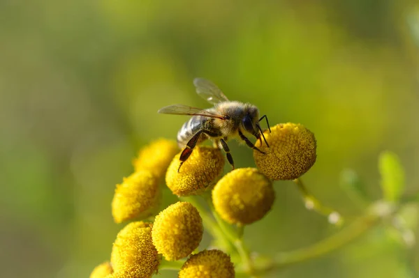 Abeille Sur Une Fleur Tanaisie Boutons Amers Plante Pollinisant Macro — Photo