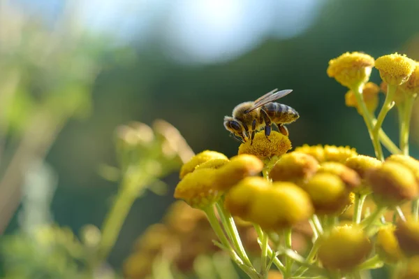 Abeille Sur Une Fleur Tanaisie Boutons Amers Plante Pollinisant Macro — Photo