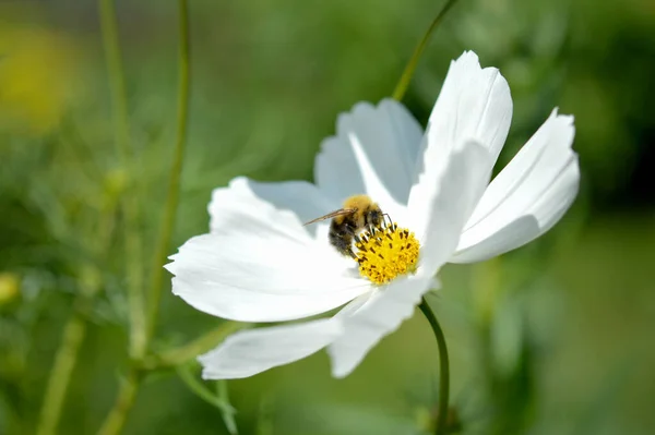 Bumblebee Inuti Vit Trädgård Kosmos Blomma Mexikanska Aster Pollinerar Trädgården — Stockfoto