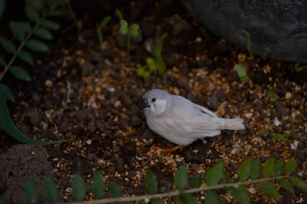 Zebra Finch Chão Casa Borboleta — Fotografia de Stock