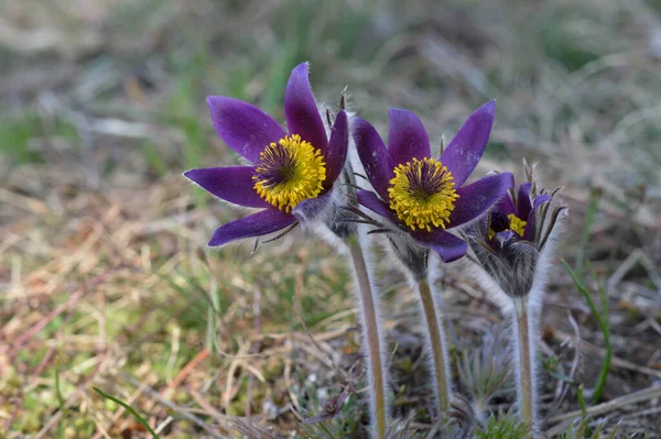 Pasque Kwiat Dziczy Owłosione Purpurowy Dziki Kwiat Przyrodzie Wiosna Dziki — Zdjęcie stockowe
