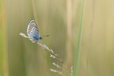 Polyommatus icarus, yaygın mavi kelebek, küçük kelebek mavi ve gri, doğada turuncu ve siyah noktalar var..